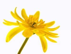 yellow sunflower photography with white background thumbnail