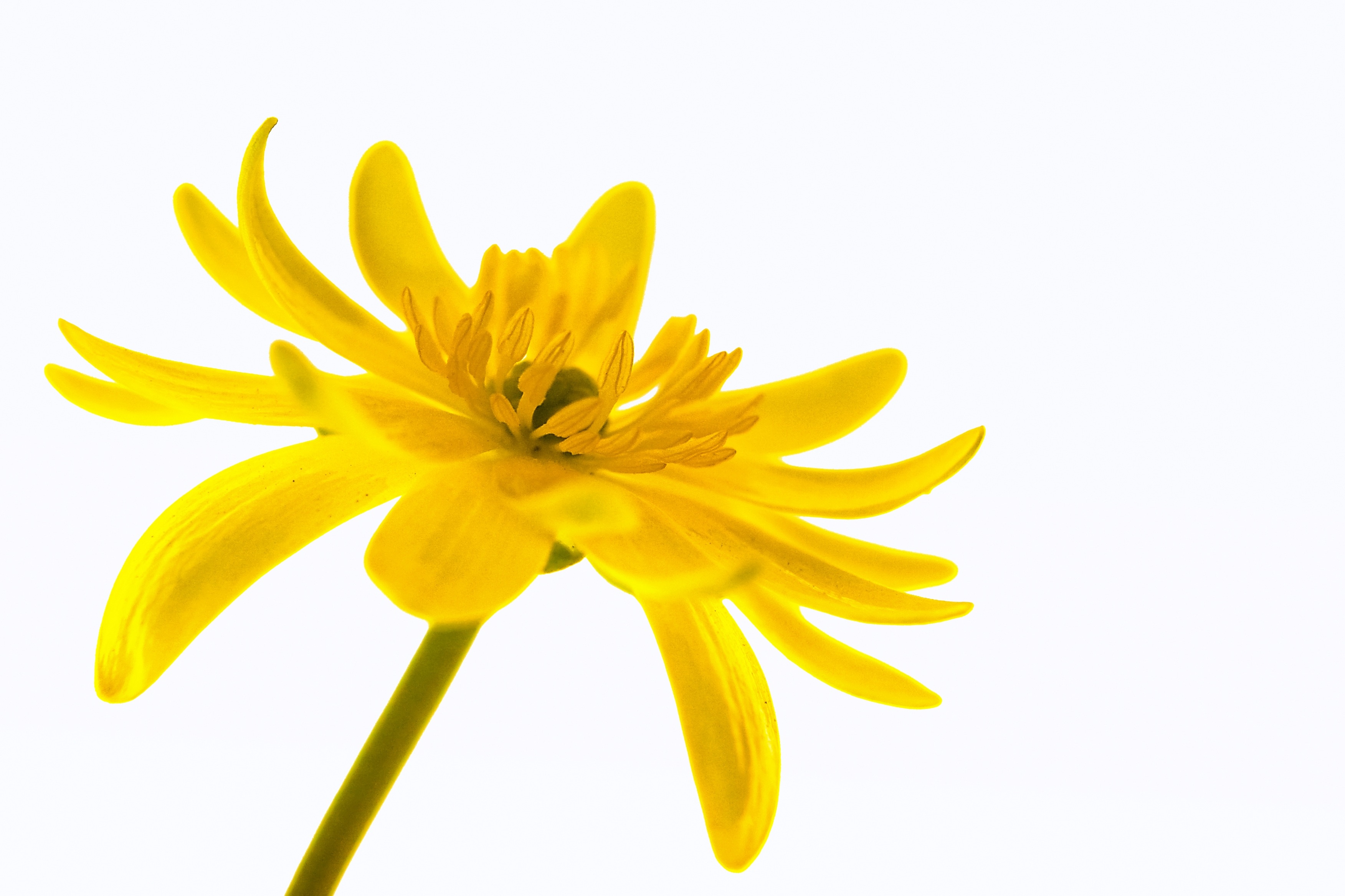 yellow sunflower photography with white background