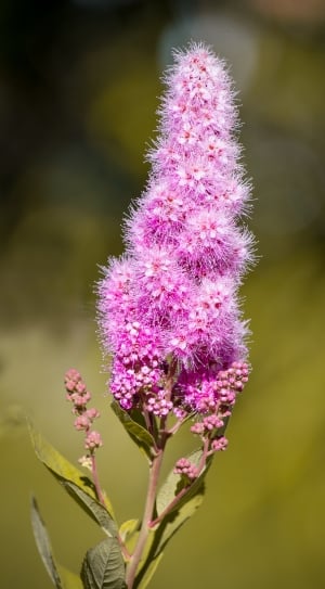 pink clustered flower thumbnail