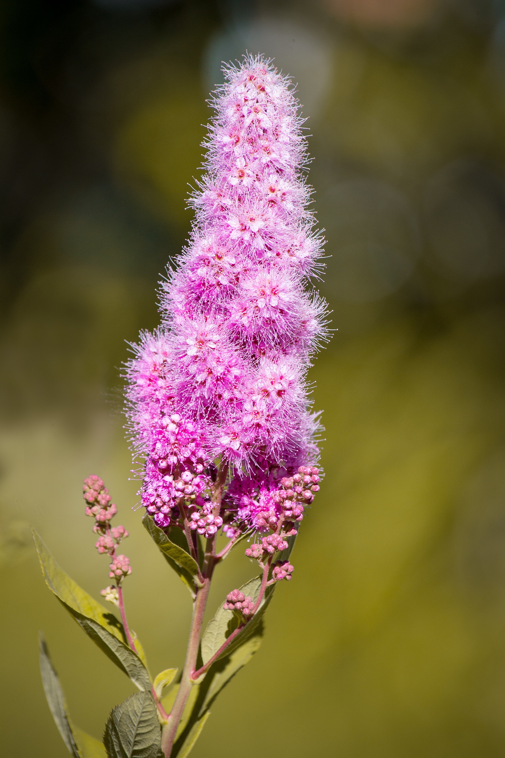 pink clustered flower