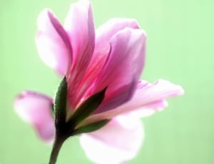 pink magnolia thumbnail