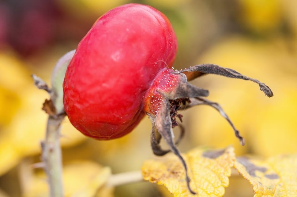 red round fruit preview