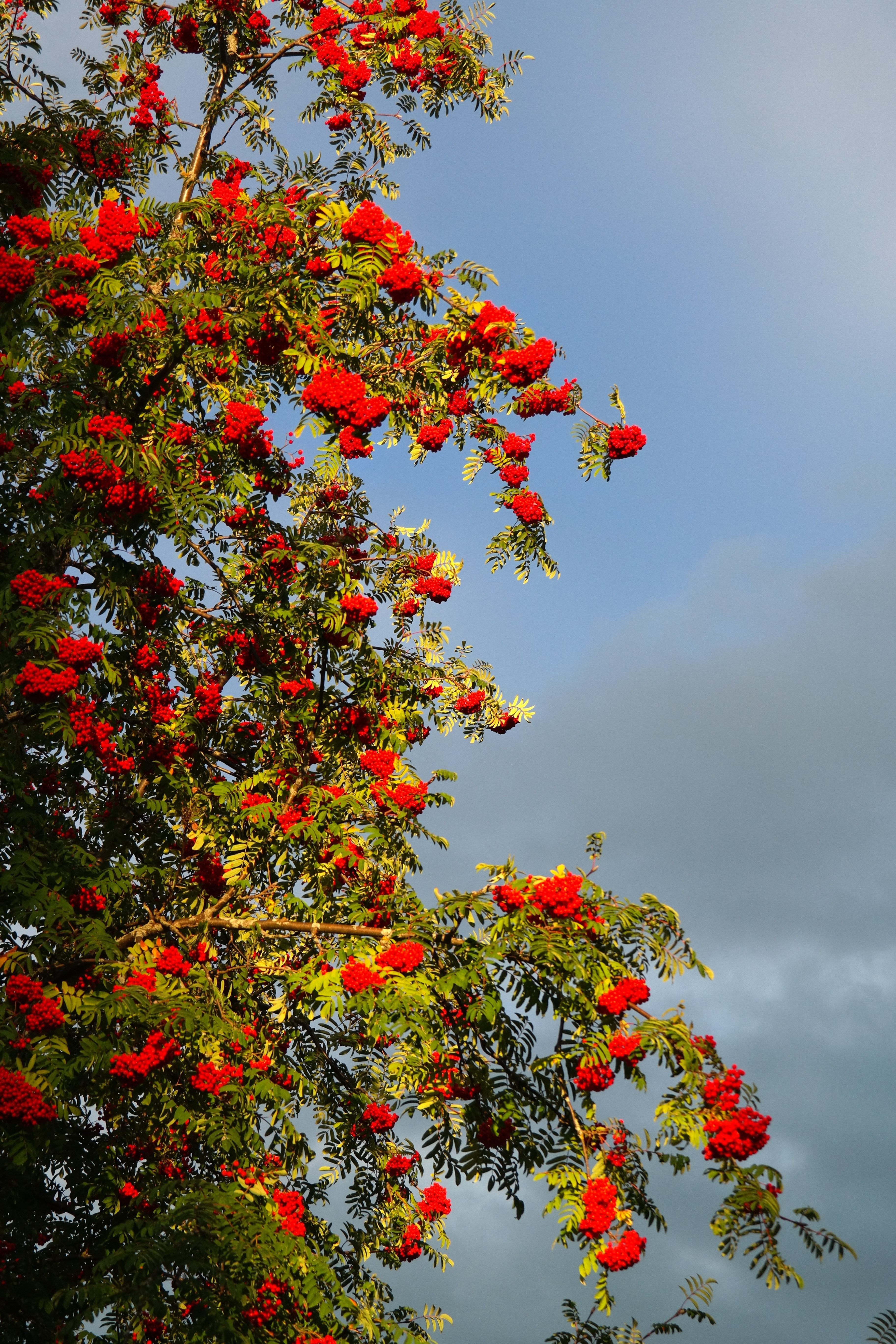 shallow focus photography of red flower  tree