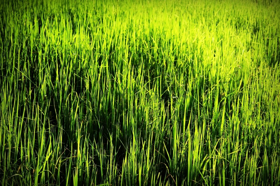 green grasses preview