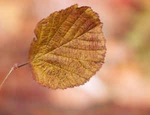 selective focus of brown leaf thumbnail