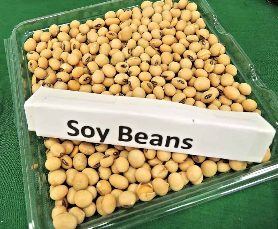 soy beans preview