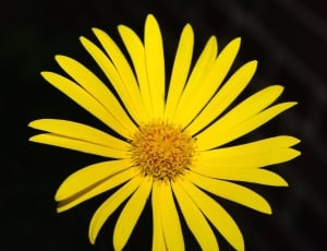 closeup photography of daisy flower thumbnail