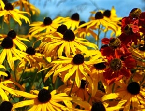 yellow and red petaled flowers thumbnail