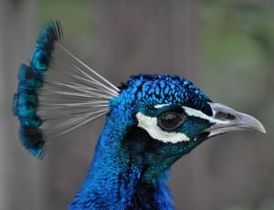 blue black and white peacock thumbnail