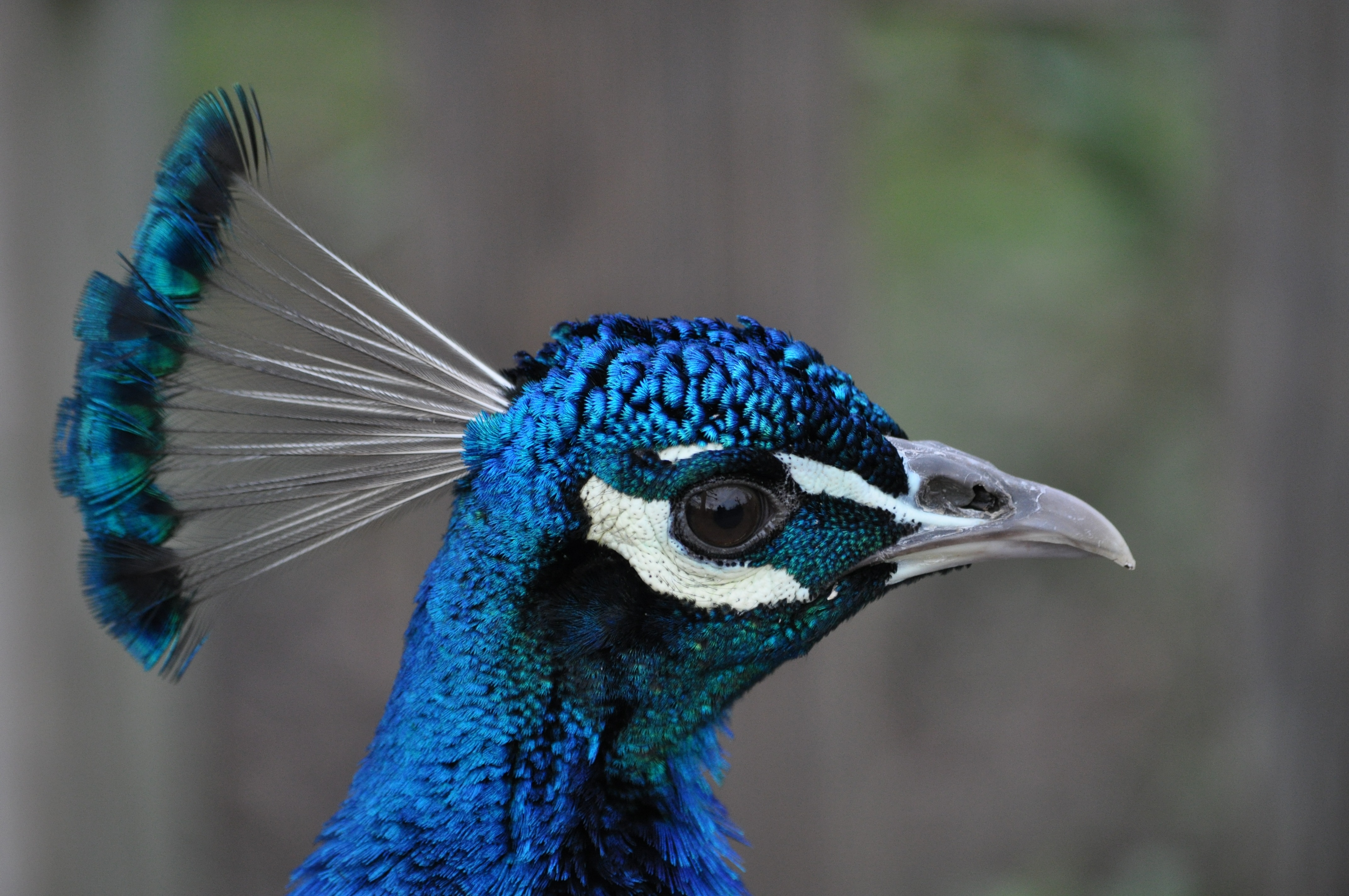 blue black and white peacock