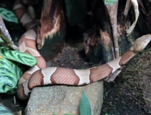 brown and white snake thumbnail