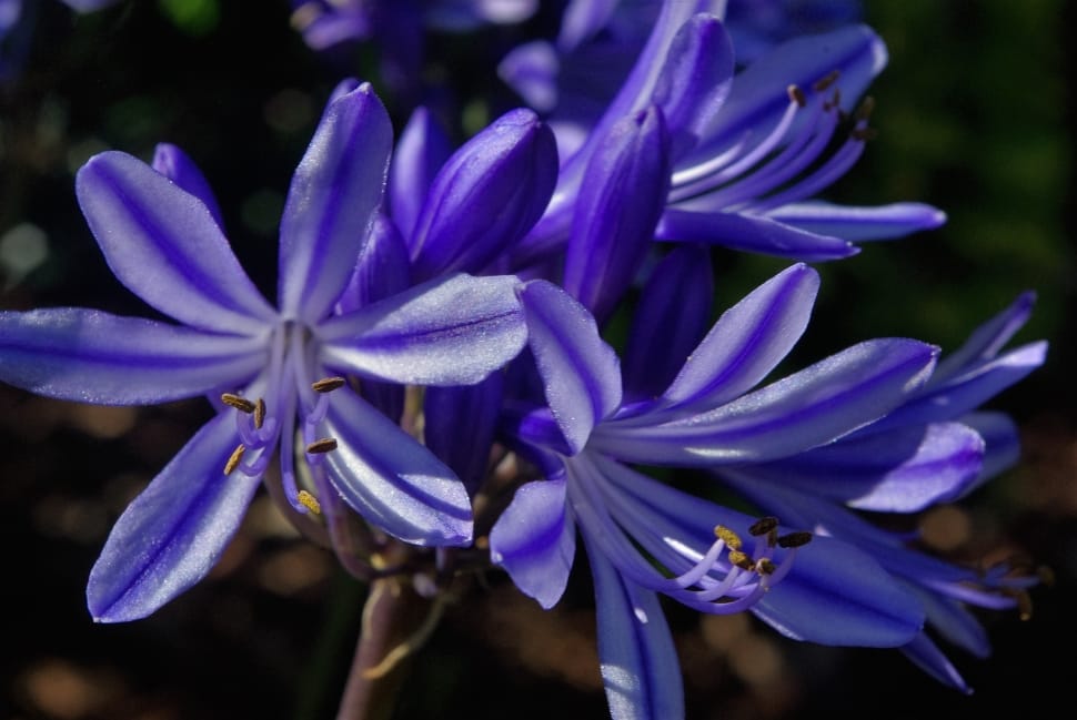 blue petal flower preview