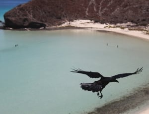 black eagle above body of water during daytime thumbnail
