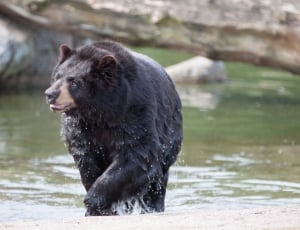 black bear in water during daytime thumbnail