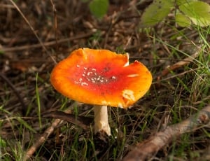 Nature, Forest, Toxic, Grow, Mushroom, fungus, mushroom thumbnail