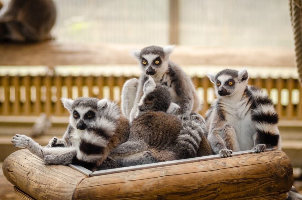 group of ring tailed lemour preview
