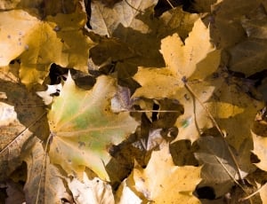 maple leafs thumbnail