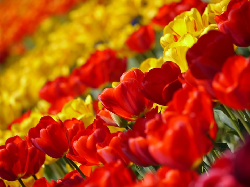 Flowers, Tulip, Red, Spring, Huang, flower, red preview