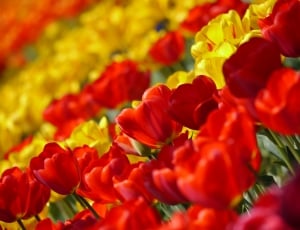 Flowers, Tulip, Red, Spring, Huang, flower, red thumbnail