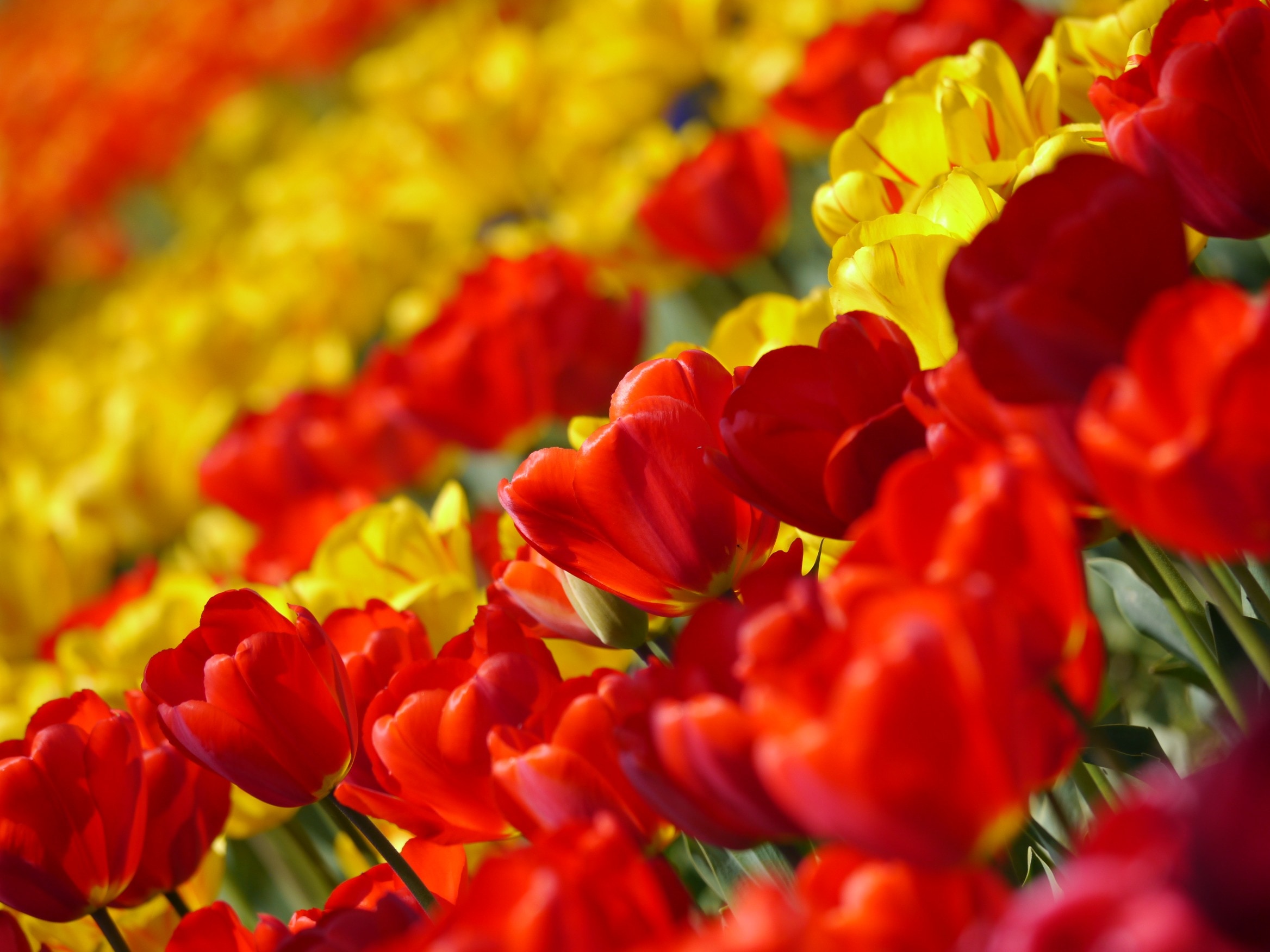 Flowers, Tulip, Red, Spring, Huang, flower, red