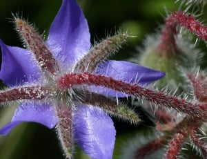 Borage, Flower, Field, flower, purple thumbnail