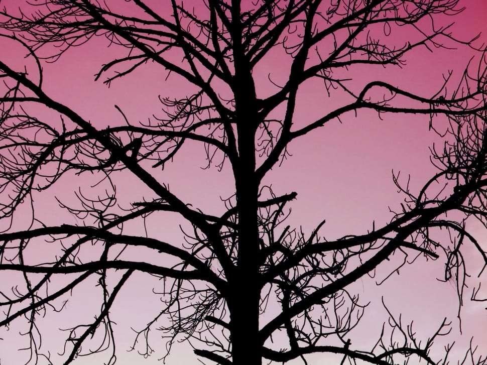 black silhouette of bare tree preview
