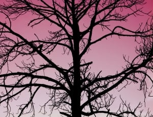 black silhouette of bare tree thumbnail