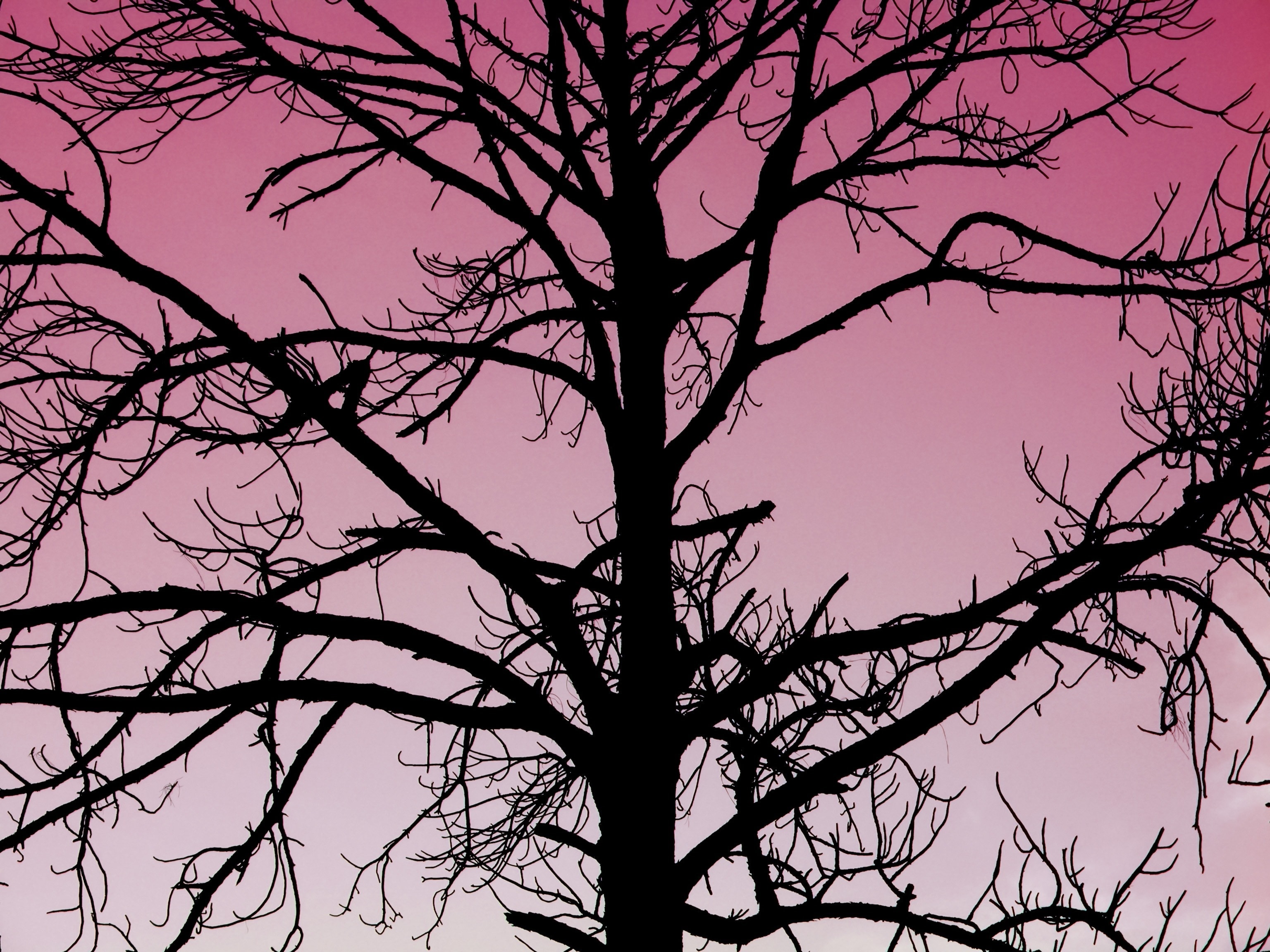 1920x1080 wallpaper | black silhouette of bare tree | Peakpx