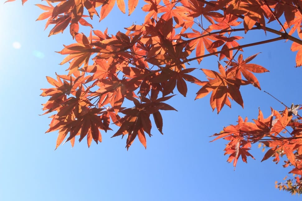 Sky, Autumn, Red, Plants, Autumn Leaves, autumn, leaf preview