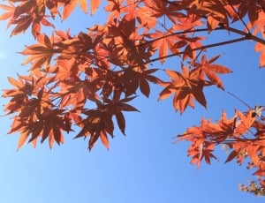 Sky, Autumn, Red, Plants, Autumn Leaves, autumn, leaf thumbnail