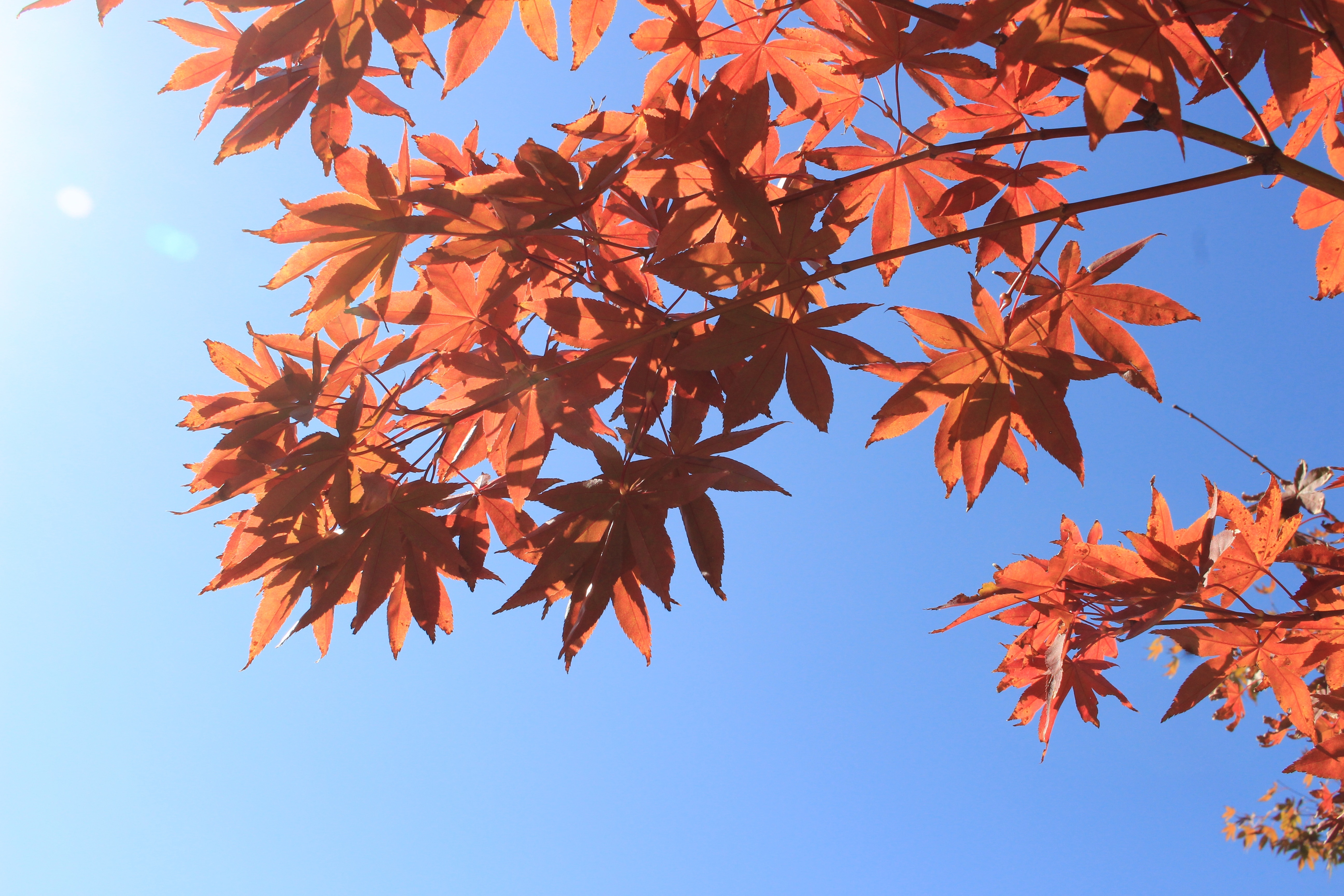 Sky, Autumn, Red, Plants, Autumn Leaves, autumn, leaf