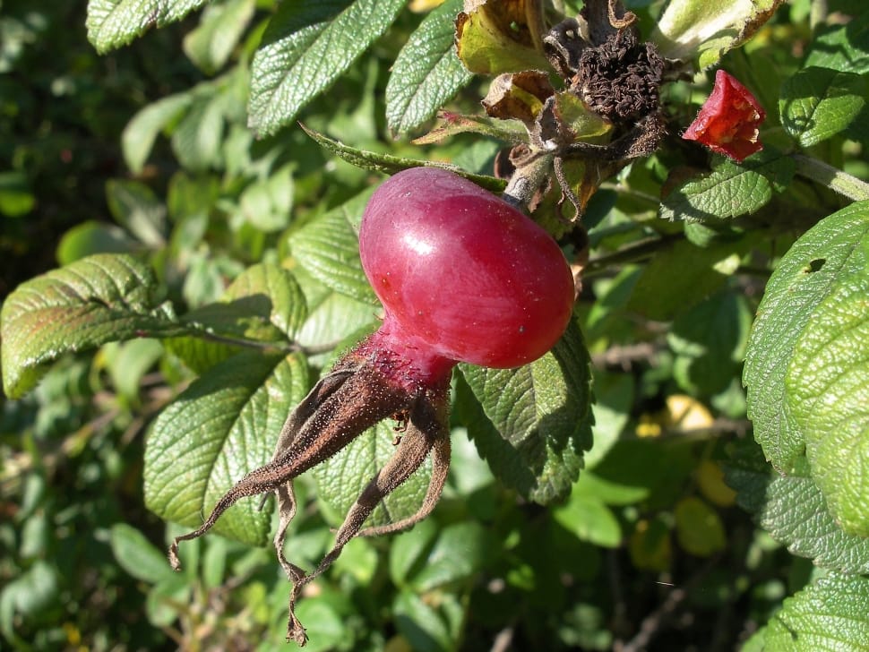 Fruit, Berry, Rose Hip, food and drink, fruit preview