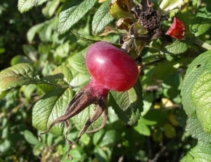 Fruit, Berry, Rose Hip, food and drink, fruit thumbnail