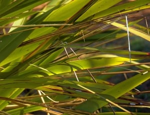 green, grass, plant, nature, leaf, growth thumbnail
