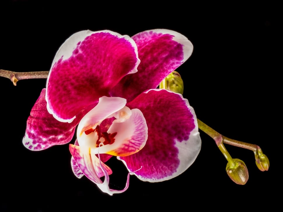 pink orchid plant preview