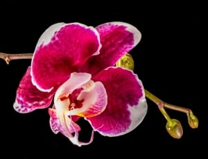 pink orchid plant thumbnail