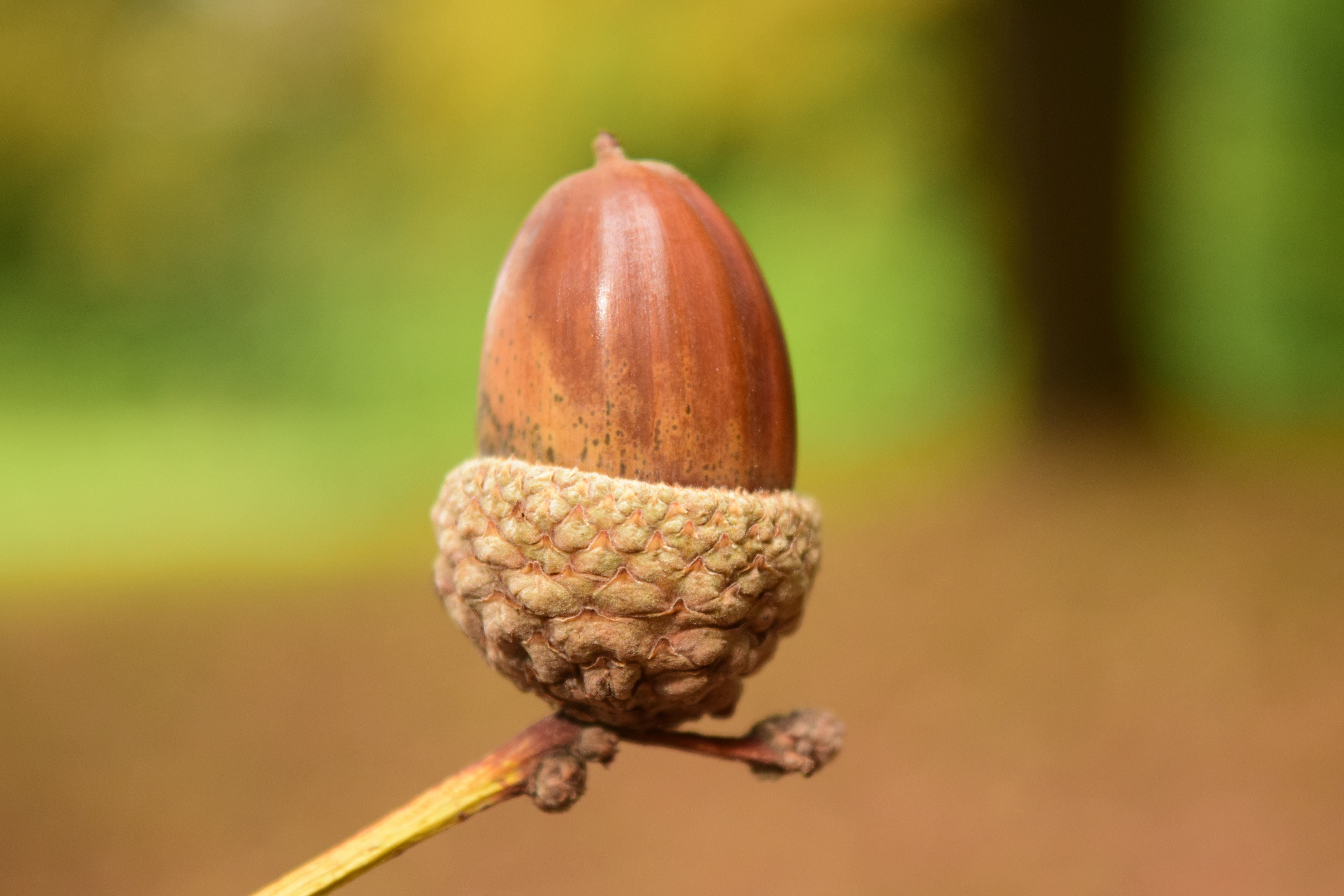 brown acorn