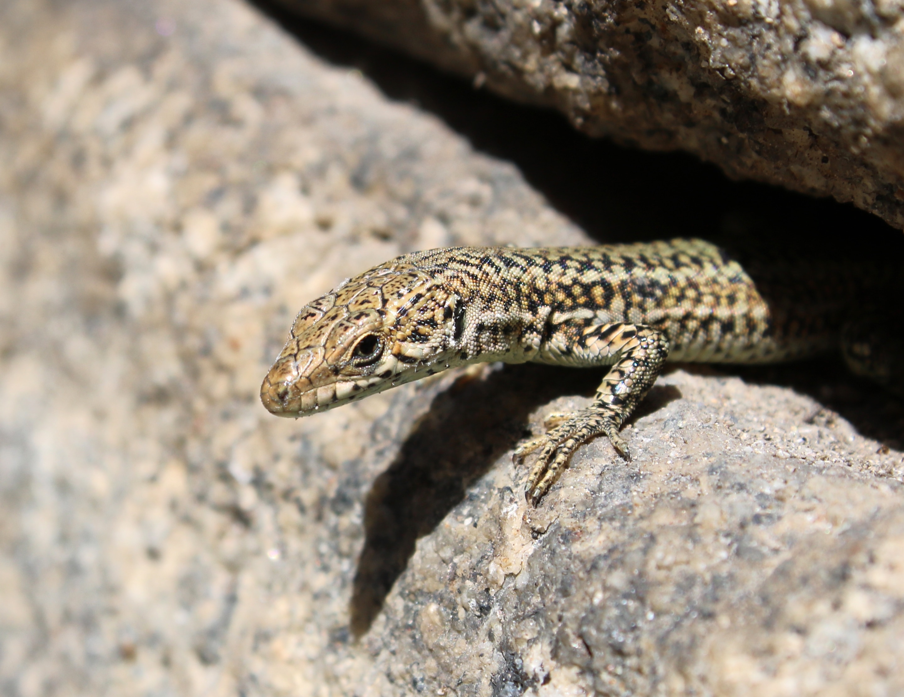 beige and black lizard at daytime4