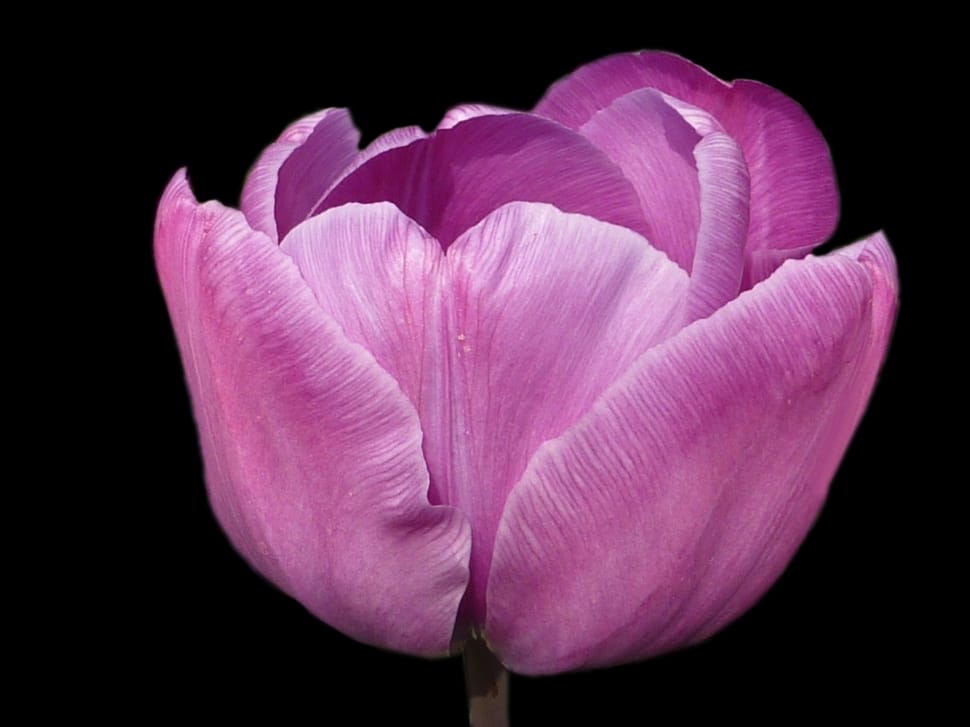 Violet, Flower, Tulip, Spring, flower, pink color preview