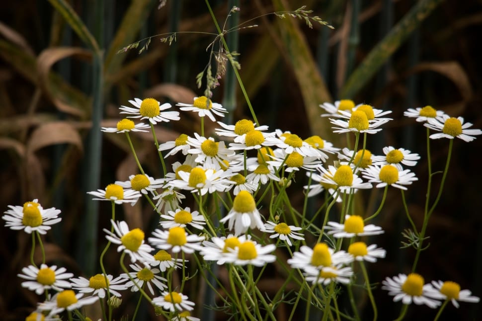 white and yellow daisies preview