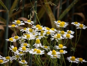 white and yellow daisies thumbnail
