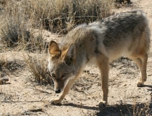 gray and beige wolf thumbnail