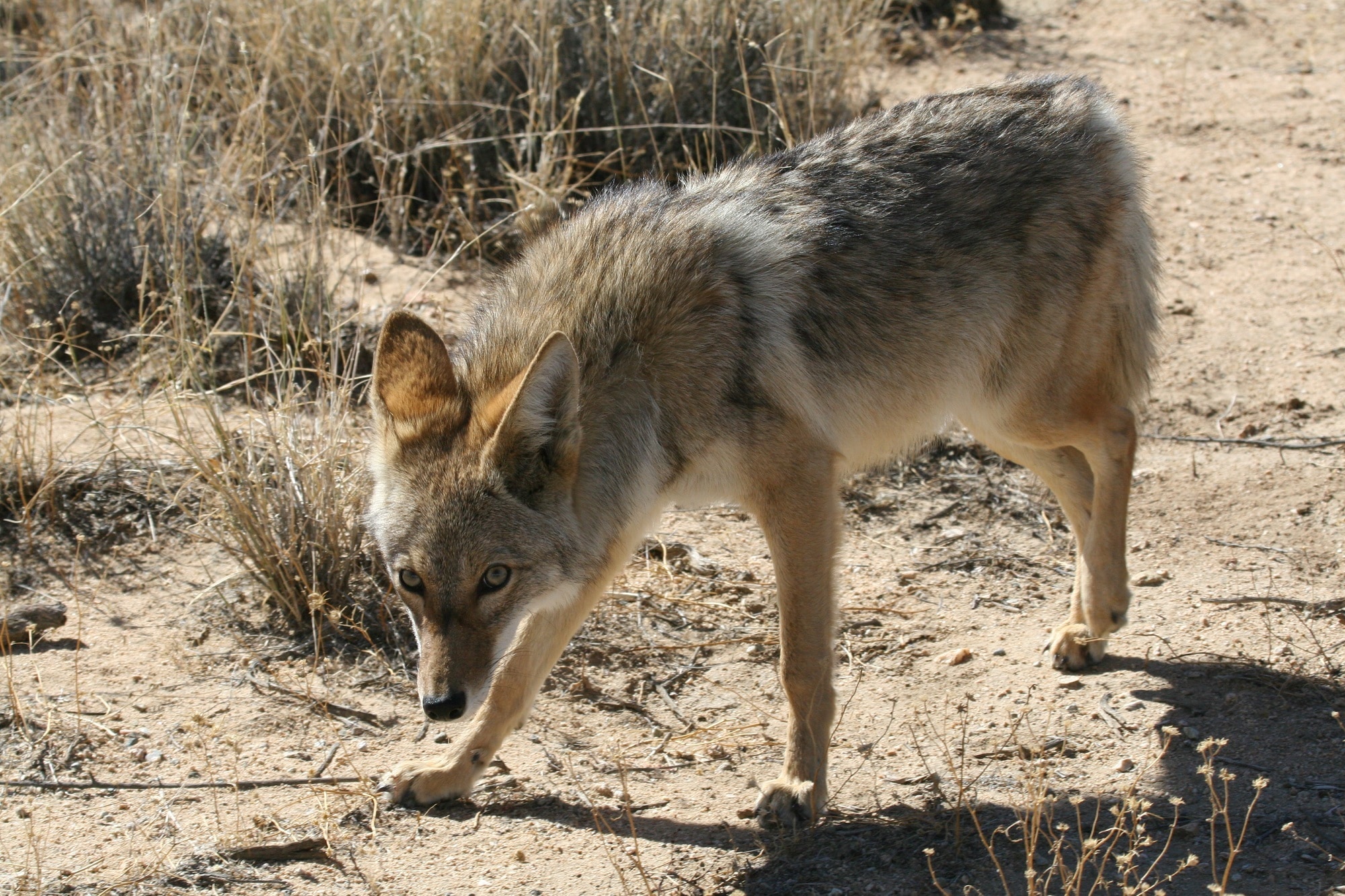 gray and beige wolf