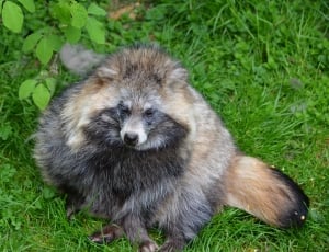 Zoo, Raccoon, Furry, Nature, Animal, grass, one animal thumbnail