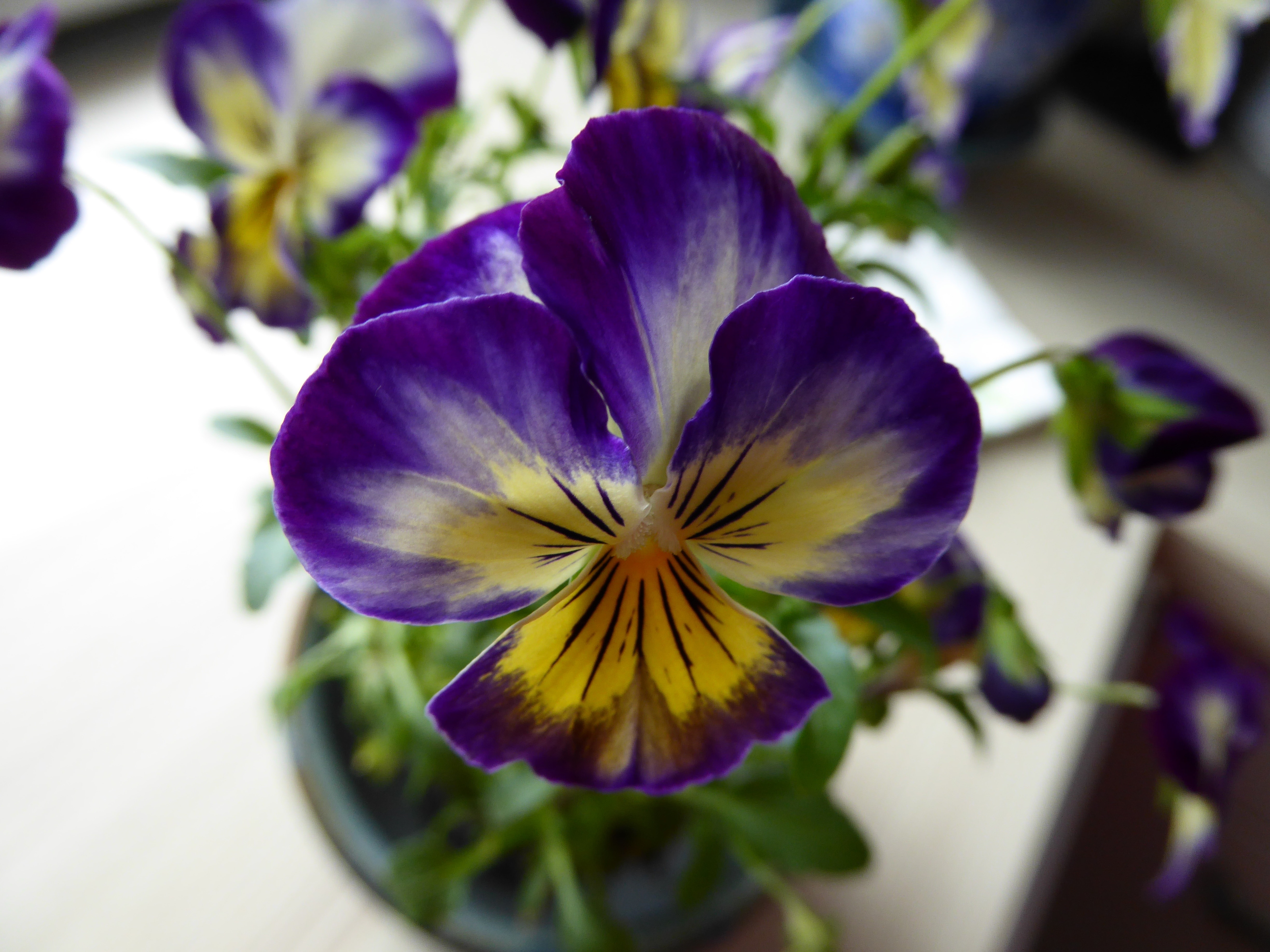 purple and yellow petaled flower