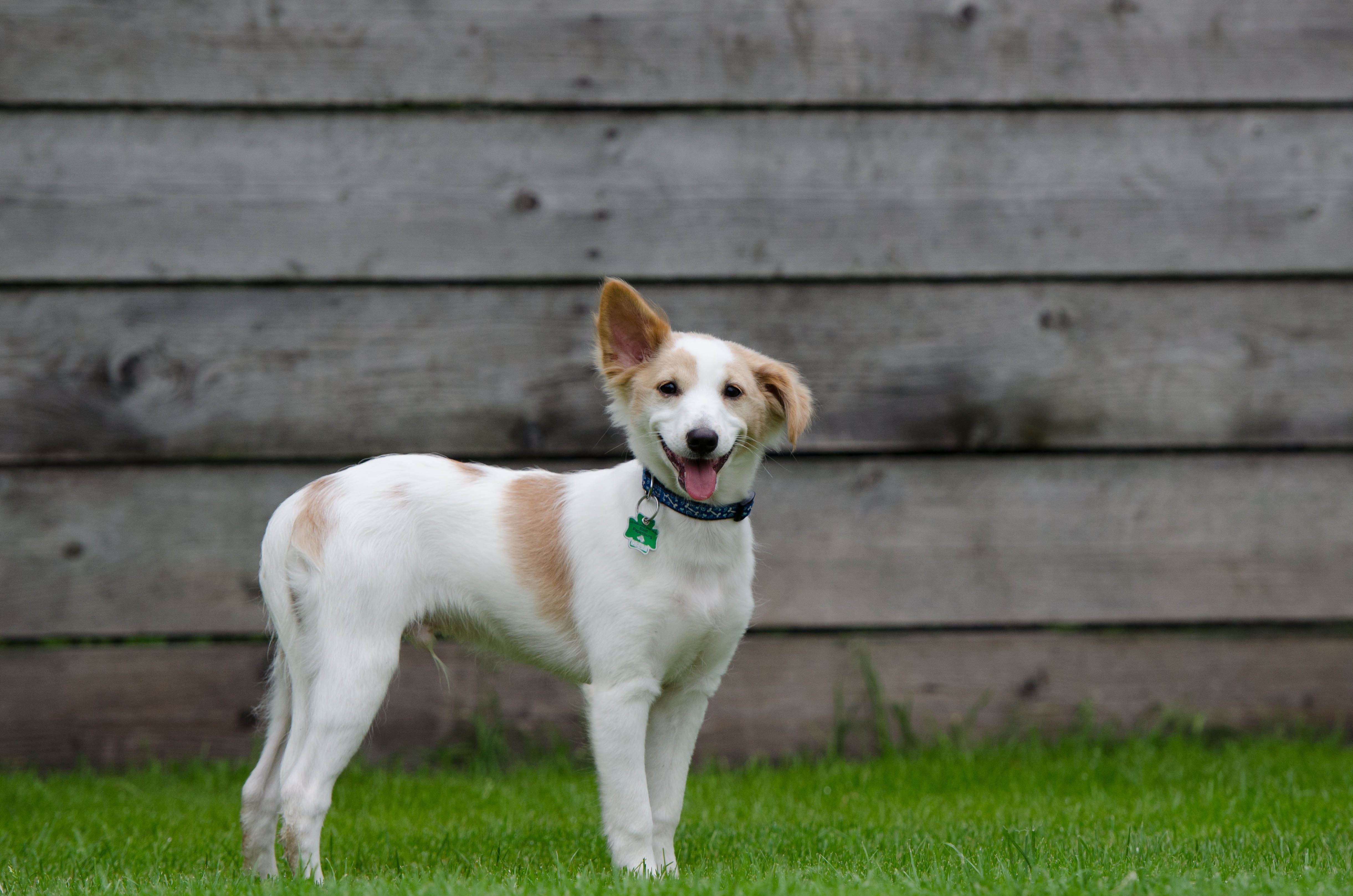white and brown short coated dog standing on green grass lawn near gray wooden fence