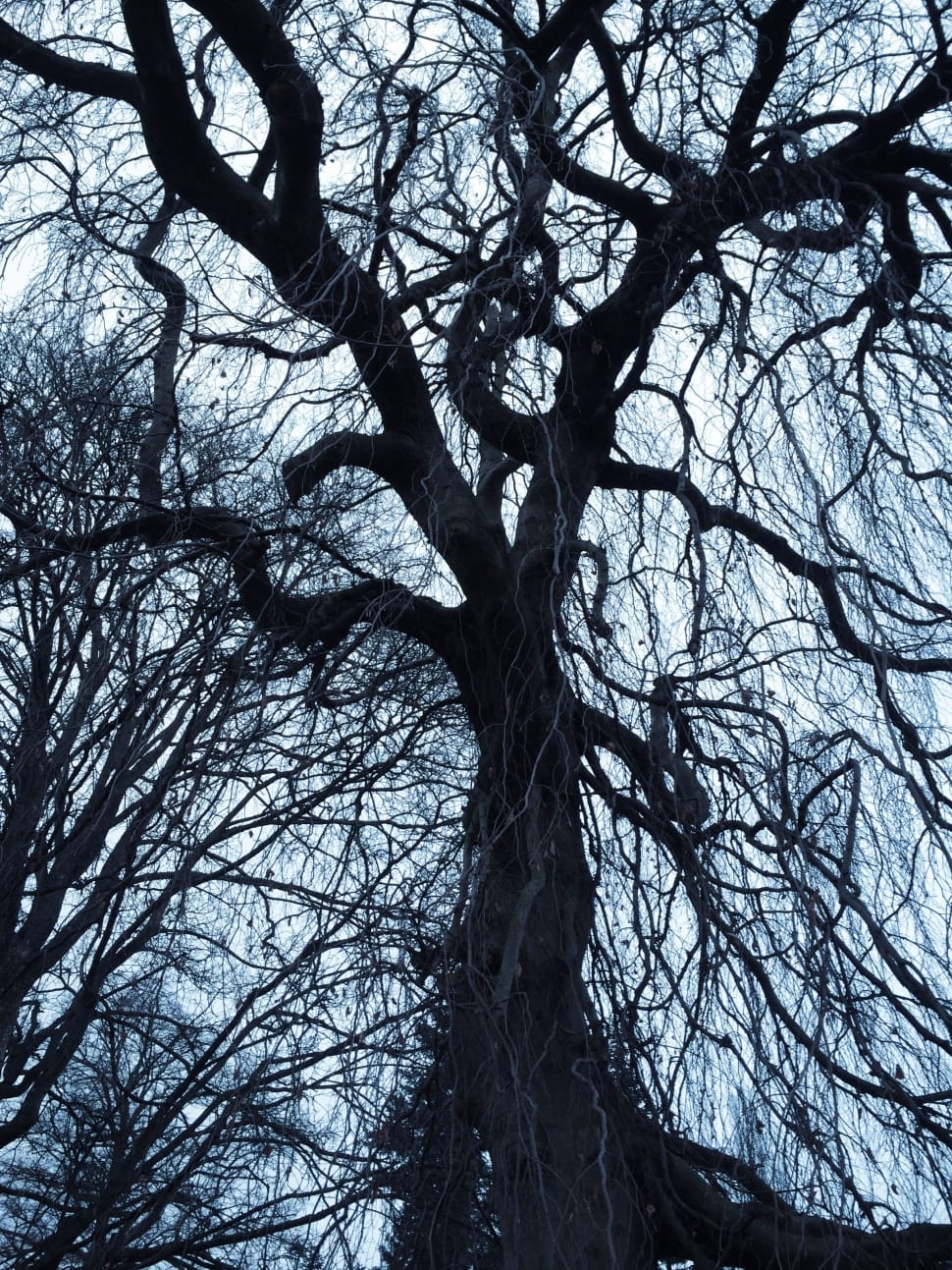 black tree photo preview
