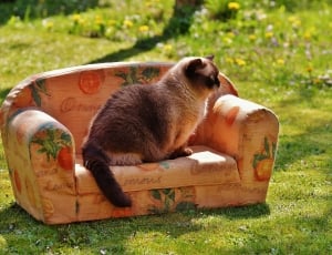 Sofa, Couch, Cat, British Shorthair, grass, outdoors thumbnail