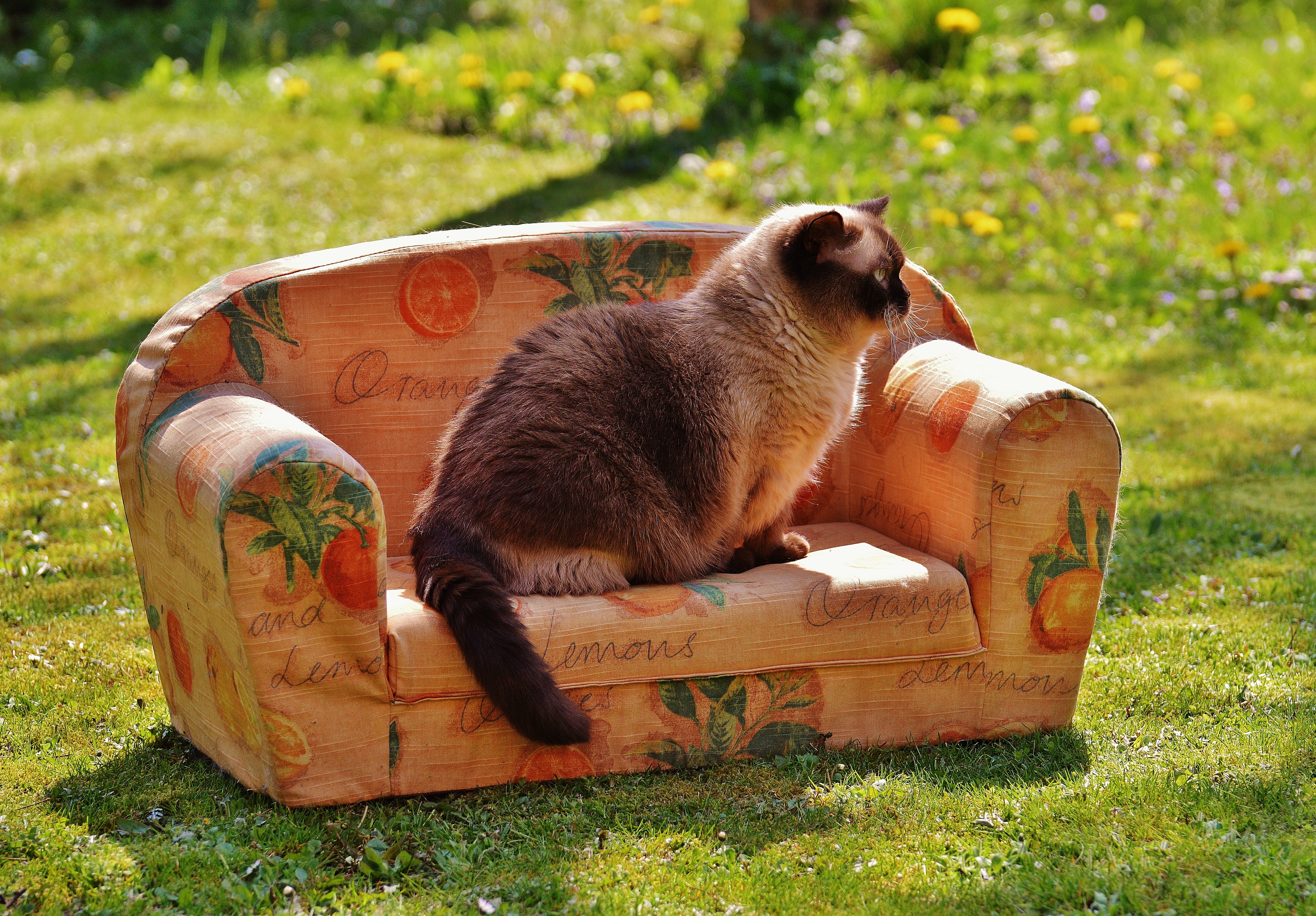 Sofa, Couch, Cat, British Shorthair, grass, outdoors