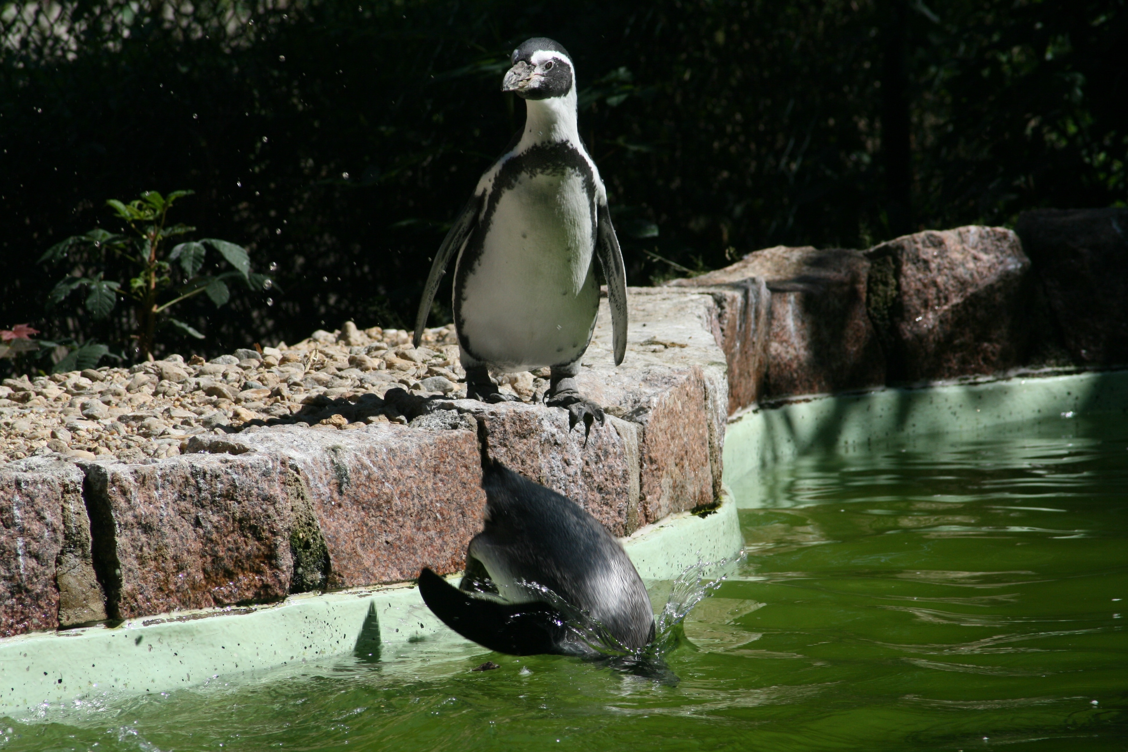 gray and black penguin